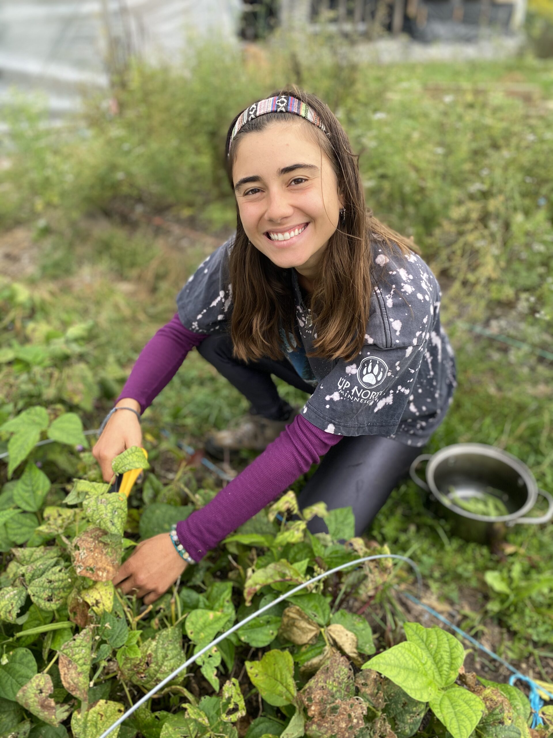 Permaculture intern harvesting beans