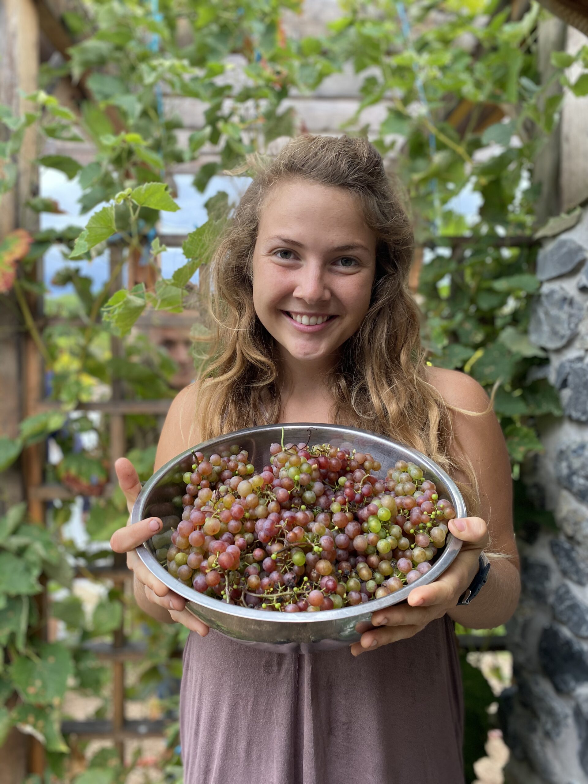 Intern harvesting grapes