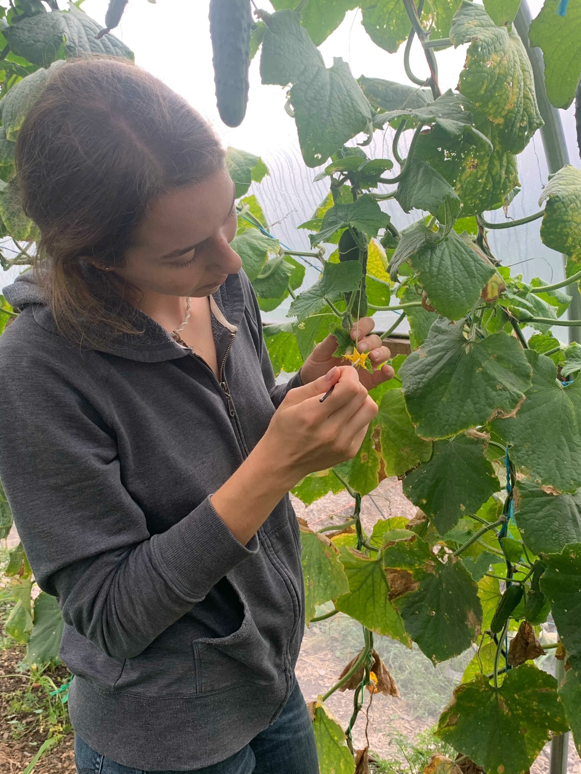 Intern hand pollinating cucumber flowers in the high tunnel