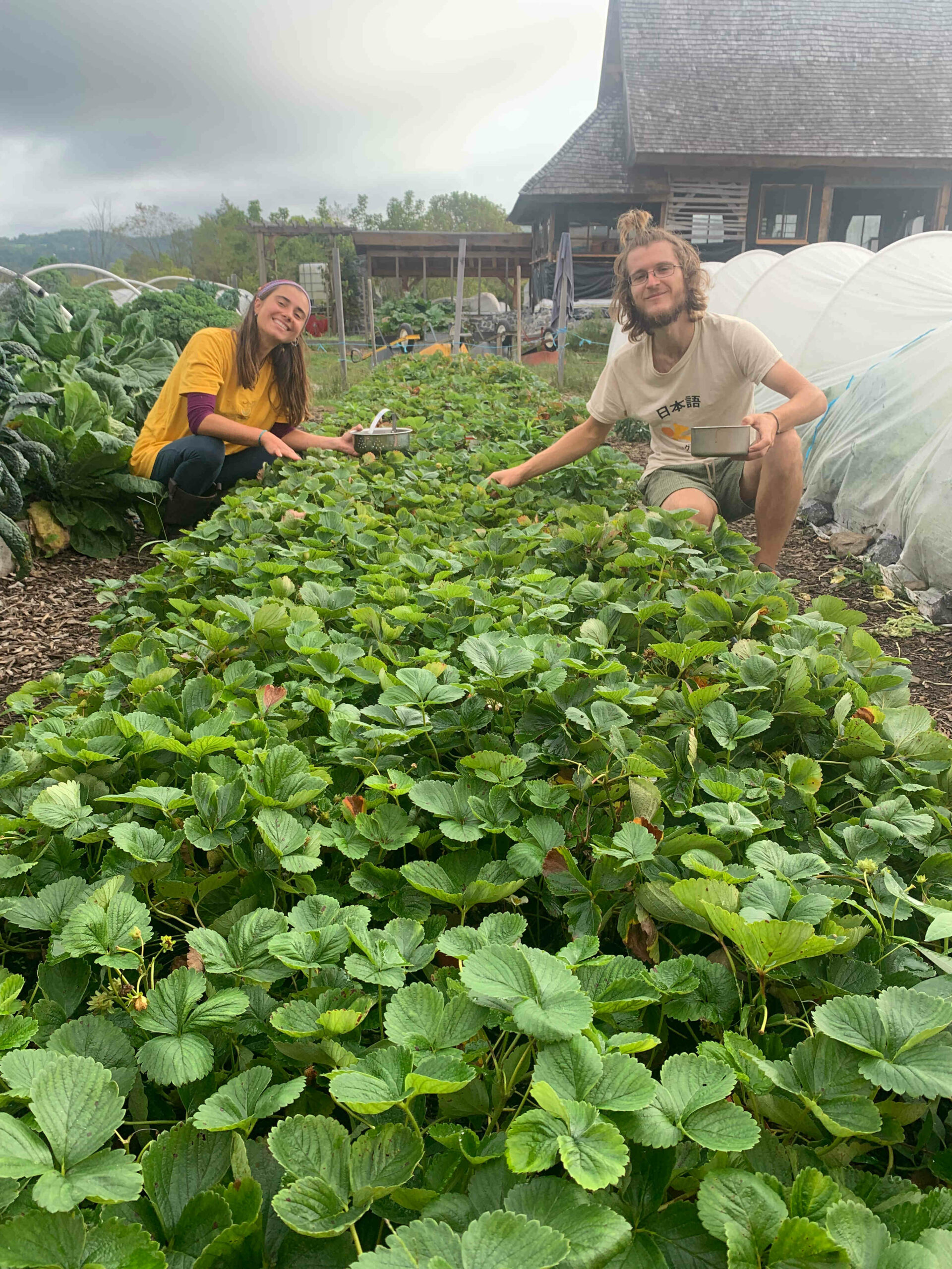 Permaculture interns harvesting strawberries in the raised beds