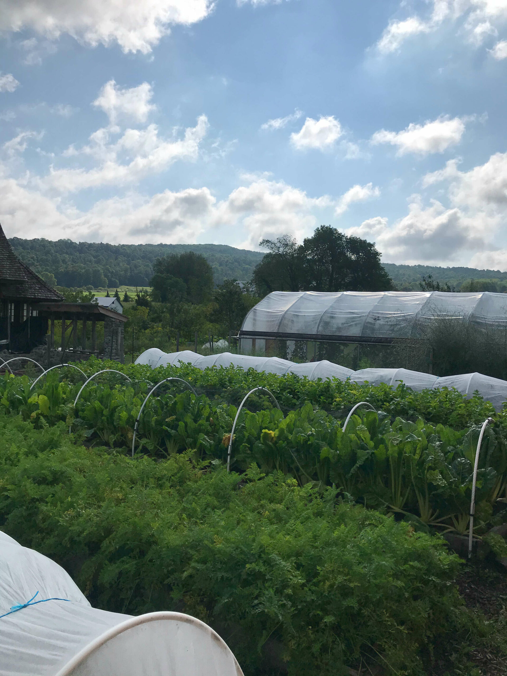 High tunnel and raised beds