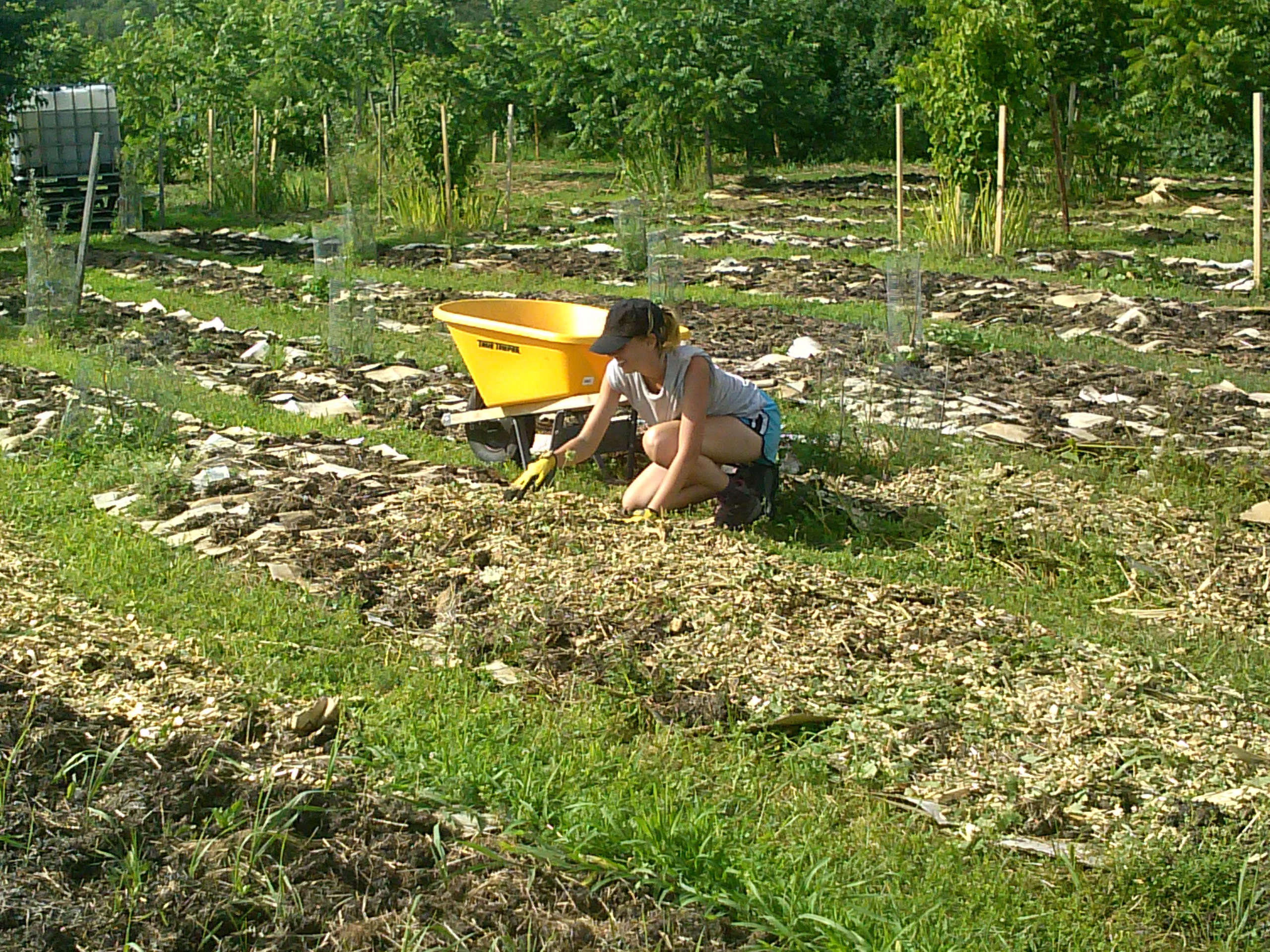 Permaculture intern sheet mulching in the orchard