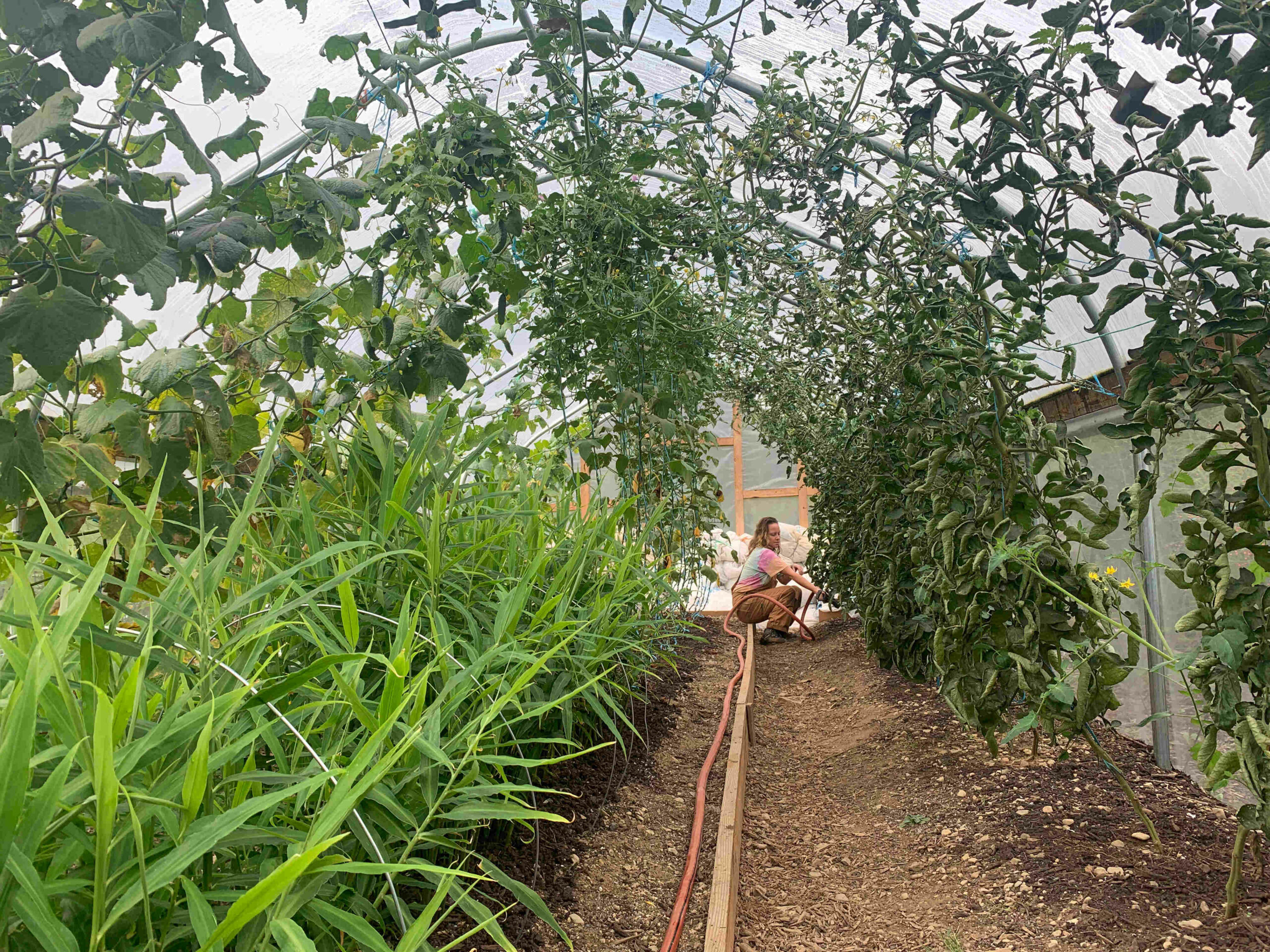 Watering the tomatoes in the high tunnel