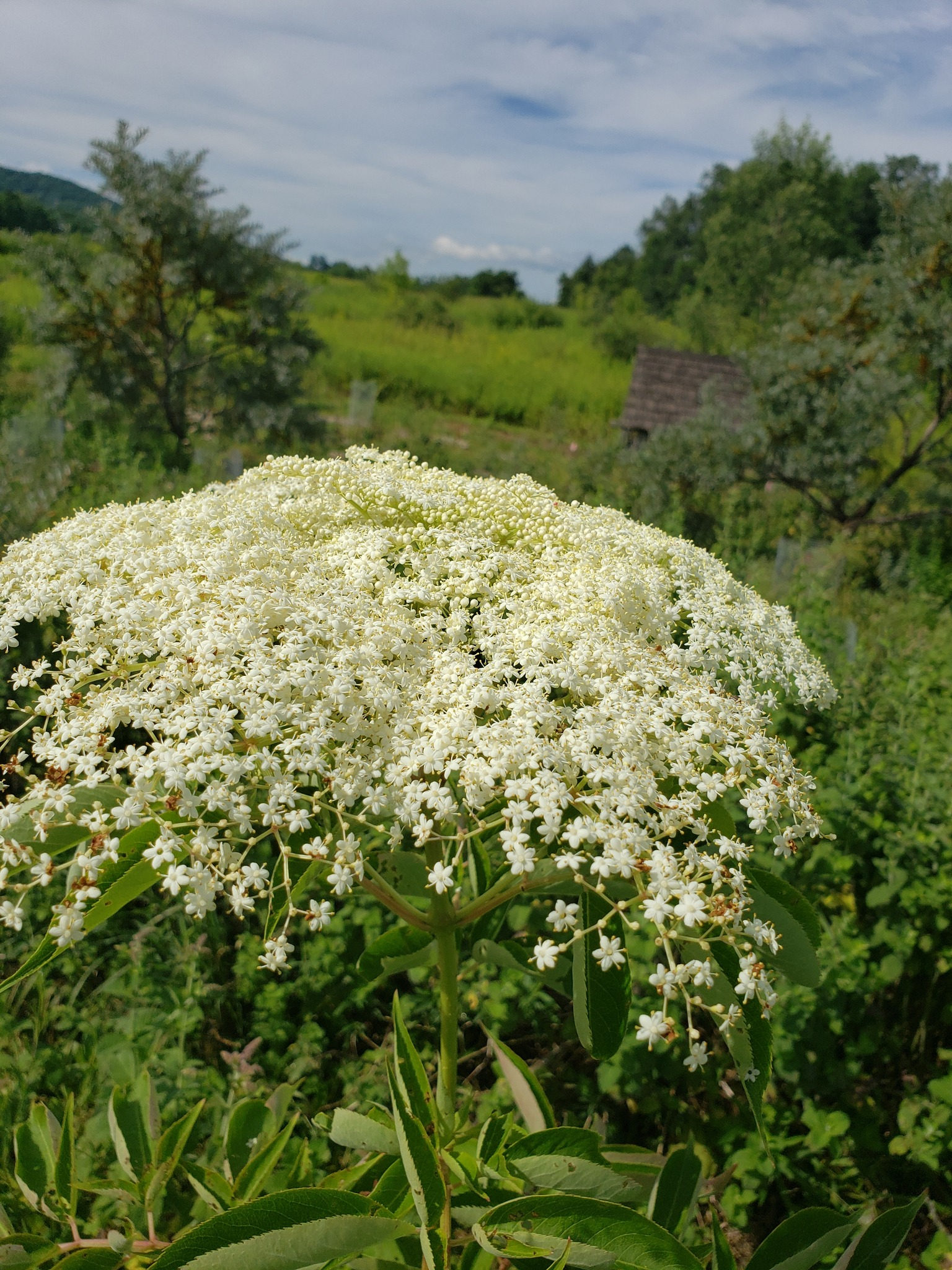 Sarah, Herbalist