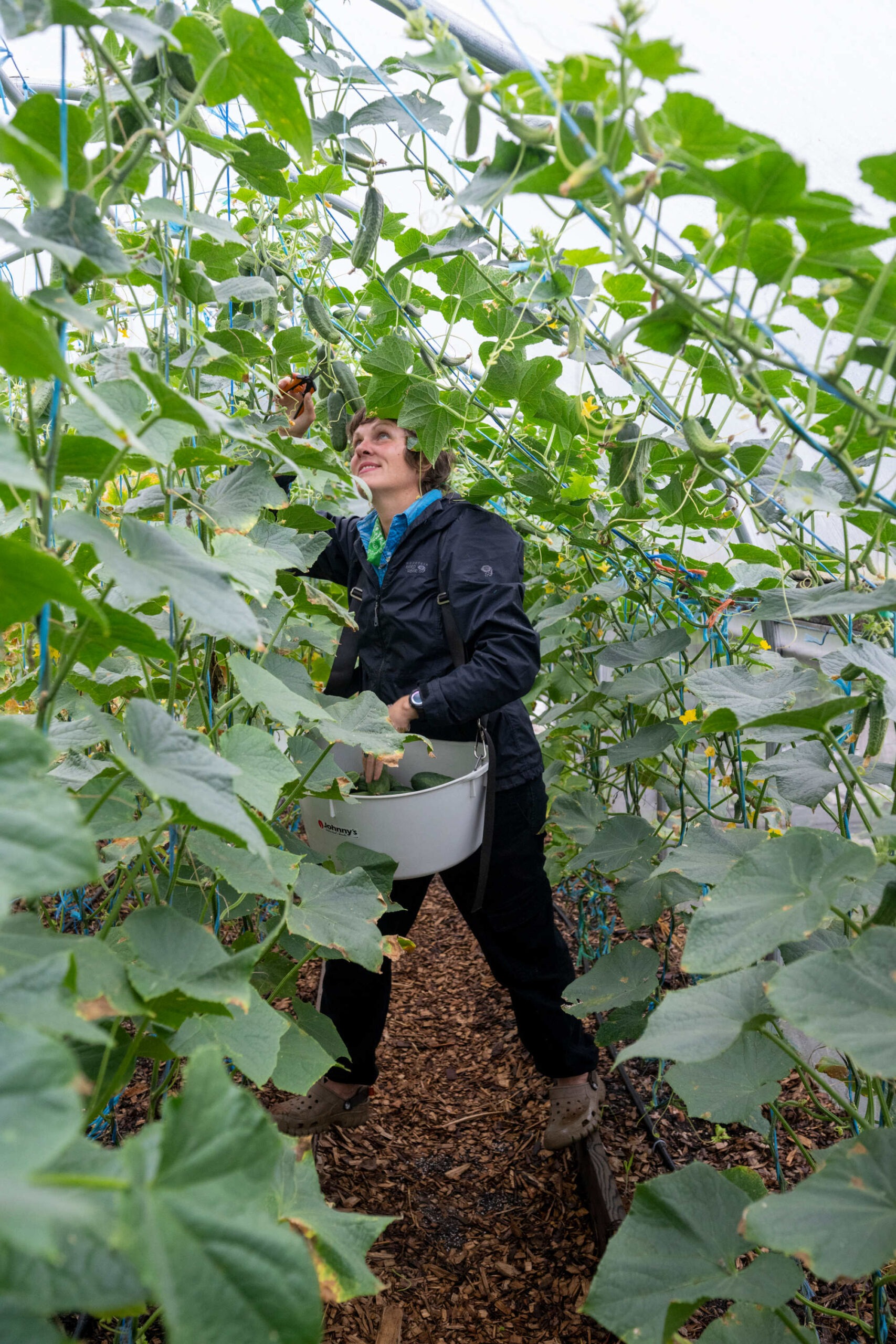 Harvesting-cucumbers_Credit Scott Streble