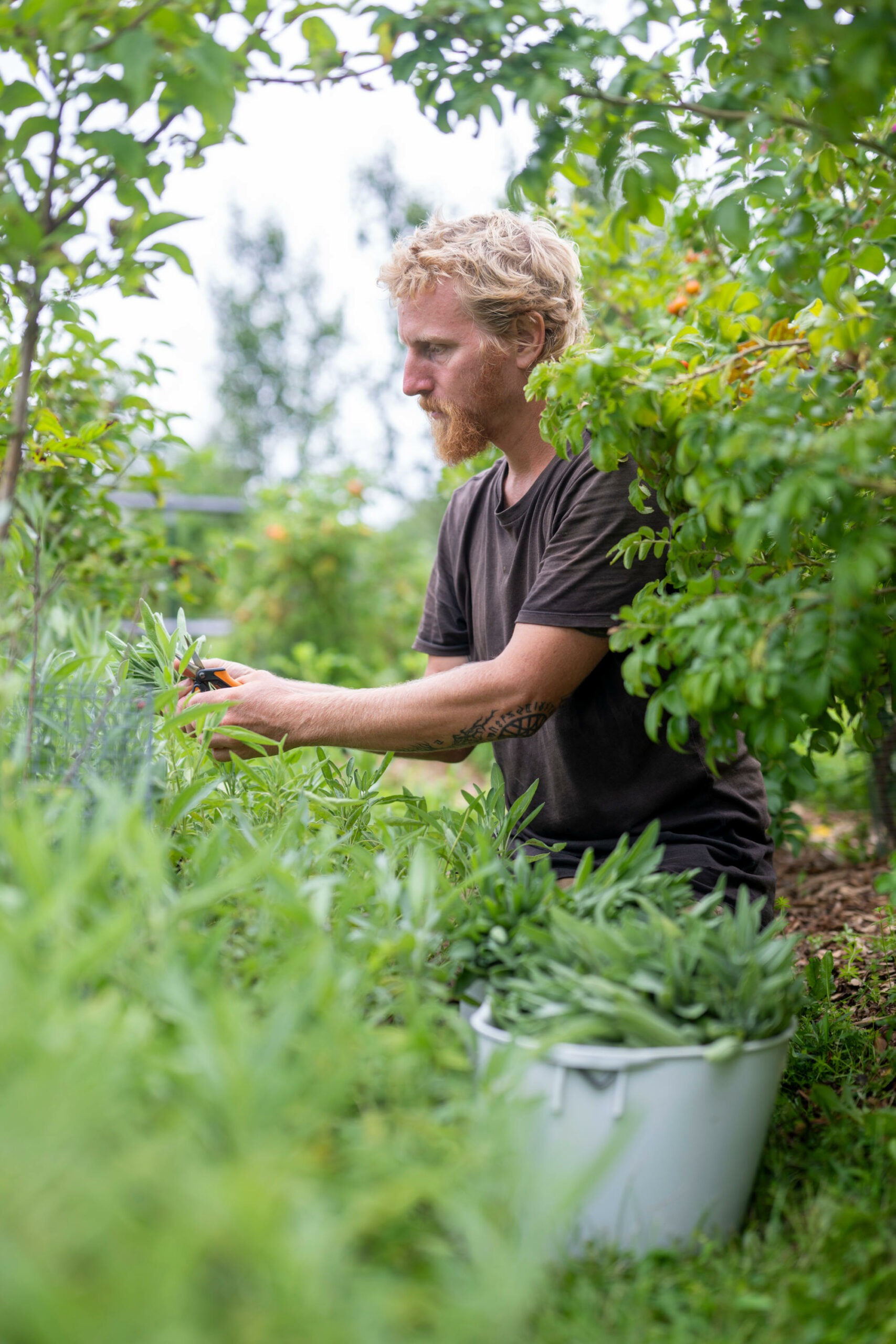 Harvesting-sage_Credit Scott Streble