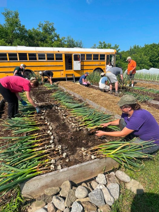 Garlic-harvesting-2