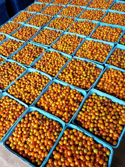 Seaberries-compressed