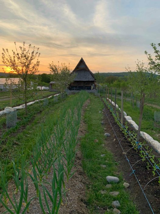 Alley cropping in the orchard